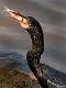 image by Kirms Photography Crested Cormorant-1